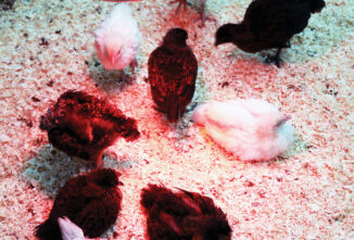 Best Chick Brooder Heater